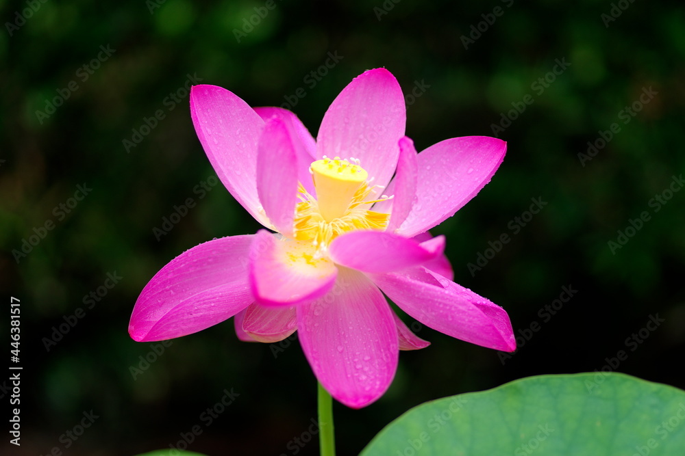 ハスの花 ハスの花