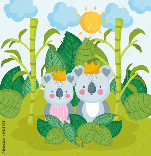 Photography cute koalas in jungle