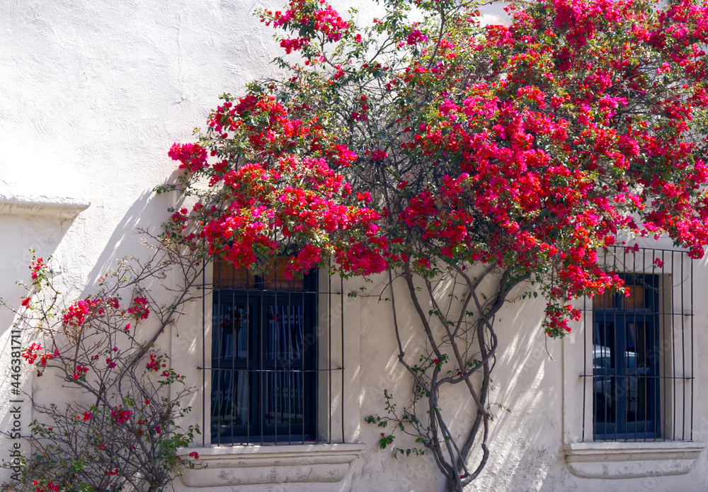 Querétaro - Bougainvillea Wall on Calle 16 de Septiembre