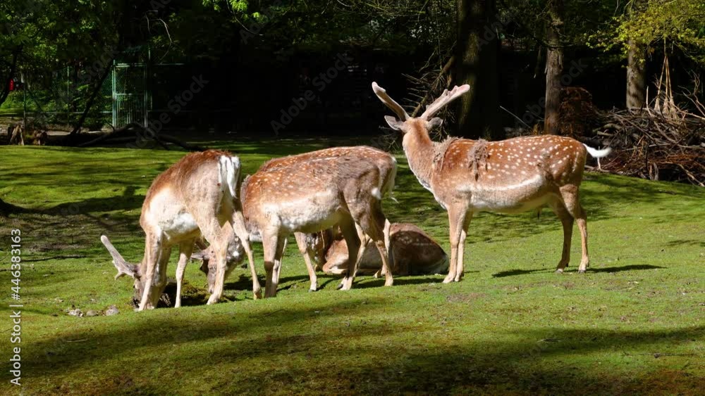 The fallow deer, Dama mesopotamica is a ruminant mammal belonging to the family Cervidae. The fallow deer, Dama mesopotamica is a ruminant mammal belonging to the family Cervidae.