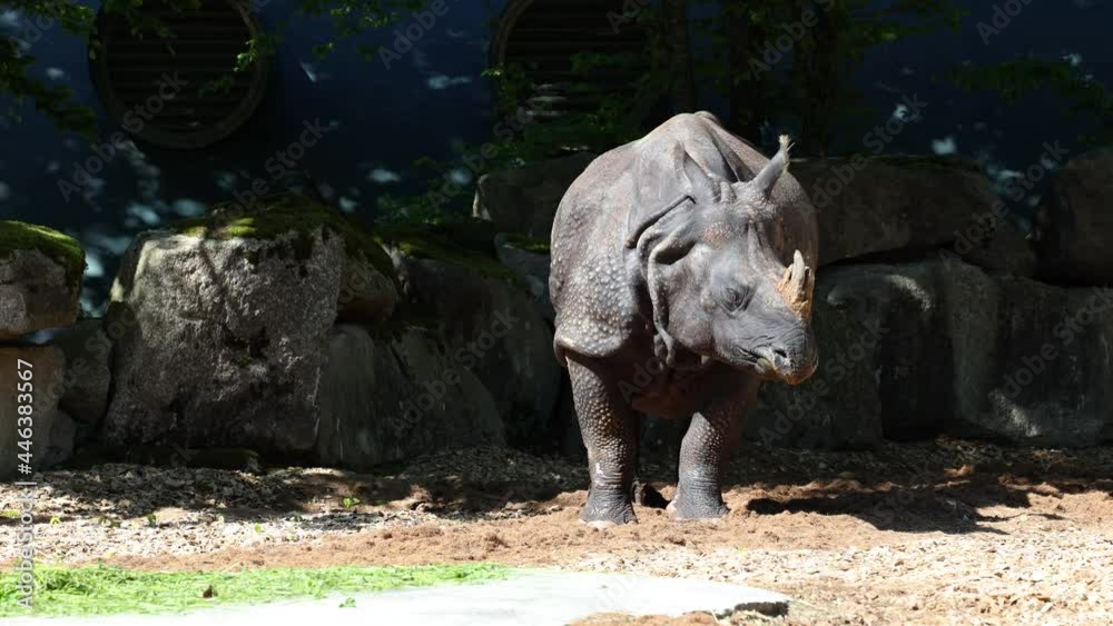 The Indian Rhinoceros, Rhinoceros unicornis is also called Greater One-horned Rhinoceros and Asian One-horned Rhinoceros and belongs to the Rhinocerotidae family. The Indian Rhinoceros, Rhinoceros unicornis is also called Greater One-horned Rhinoceros and Asian One-horned Rhinoceros and belongs to the Rhinocerotidae family.