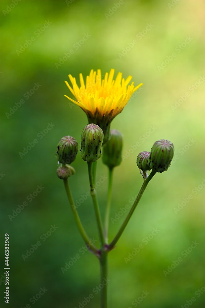 inflorescence with a yellow flower on a summer morning inflorescence with a yellow flower on a summer morning