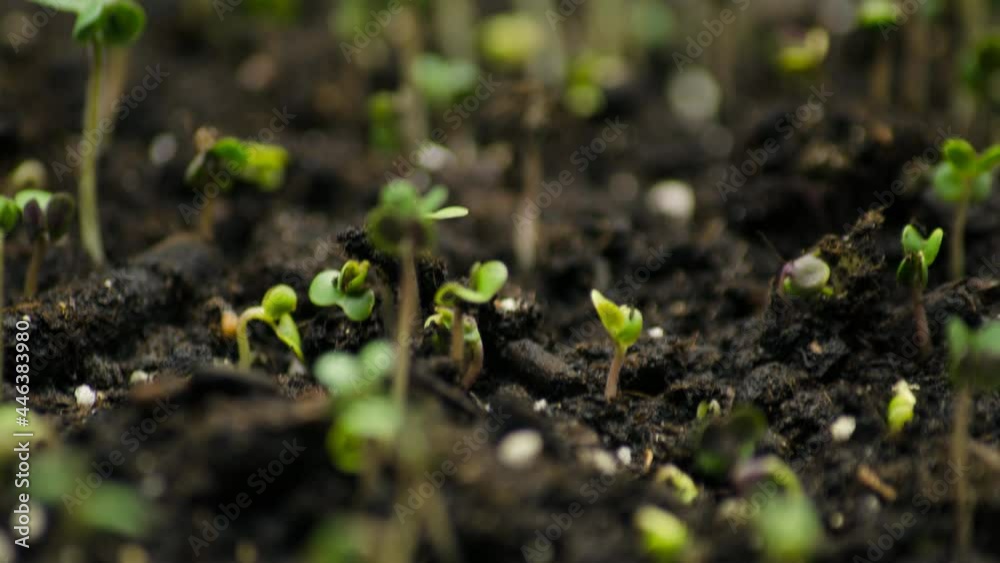 A seedling growing from the dirt time lapse video. Green healthy food with vitamins. A seedling growing from the dirt time lapse video. Green healthy food with vitamins.