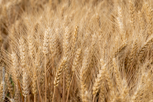 Golden yellow wheat fields, mature wheat.