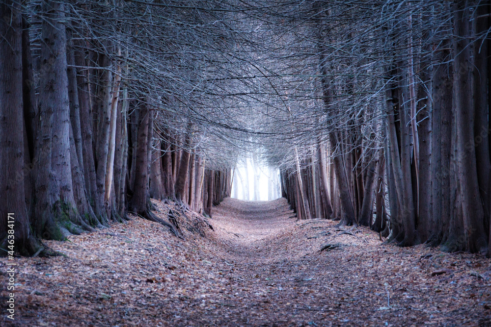 Fototapeta premium Misty winter forest in Kislovodsk city park