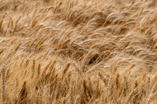 Golden yellow wheat fields, mature wheat.
