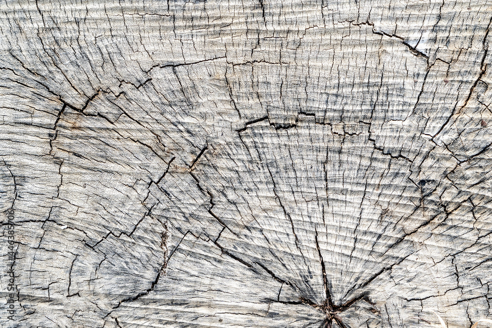 Fototapeta premium Close up of topvew of gray wooden surface of the trunk covered with cracks. Wooden texture. Selective focused.