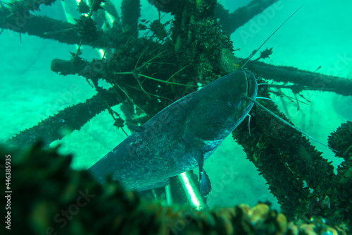 Large catfish in a sunken scaffold full of shells photo