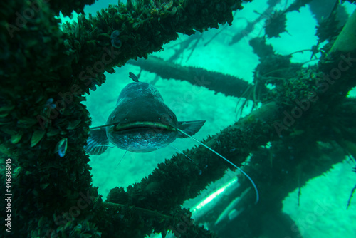 Large catfish in a sunken scaffold full of shells