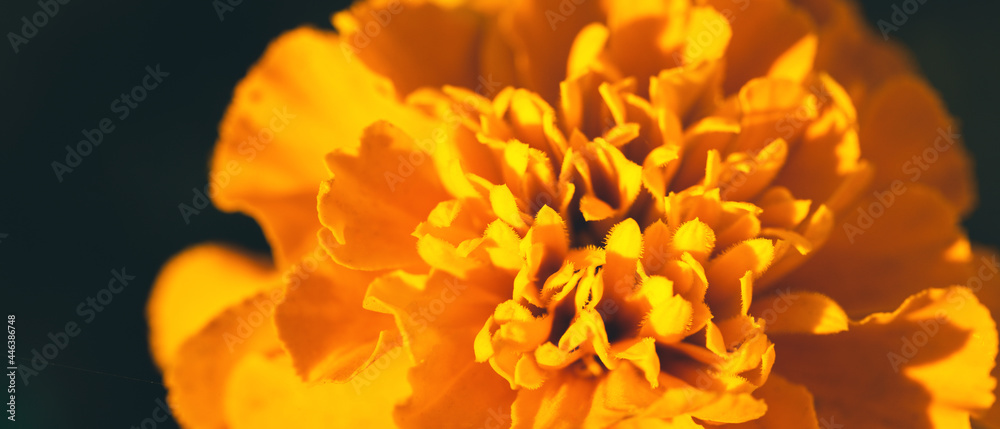 Banner with closeup of soft focused orange marigold flower (Tagetes erecta, African, Mexican, Aztec marigold) on dark background with copy space. Summer, fall colors. Luxury floral design. Macro photo Banner with closeup of soft focused orange marigold flower (Tagetes erecta, African, Mexican, Aztec marigold) on dark background with copy space. Summer, fall colors. Luxury floral design. Macro photo