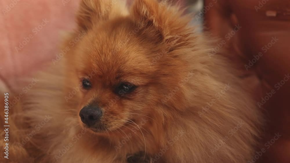 Fluffy orange pomeranian spitz close-up. The pet squints in the morning sun after waking up, the dog looks around and moves slowly. Fluffy orange pomeranian spitz close-up. The pet squints in the morning sun after waking up, the dog looks around and moves slowly.