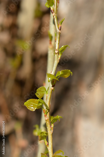 Lombardy poplar © nahhan