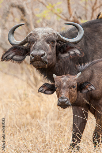 Mother and calf African Buffalo walking through the heat of the day in the Kruger Park in South Africa