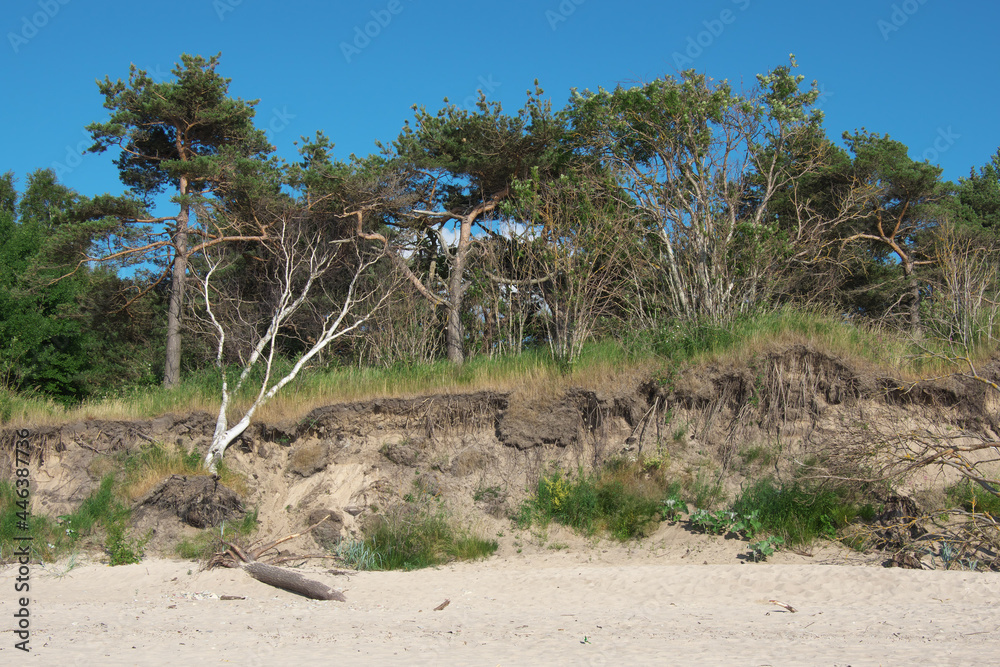 The destroyed coast of the Baltic Sea after storms. The destroyed coast of the Baltic Sea after storms.
