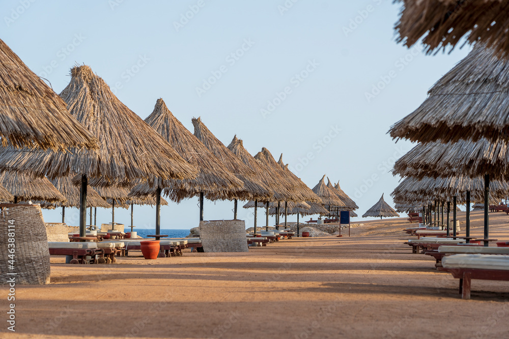 Luxury sand beach with beach chairs and straw umbrellas in tropical resort in Red Sea coast in Egypt, Africa