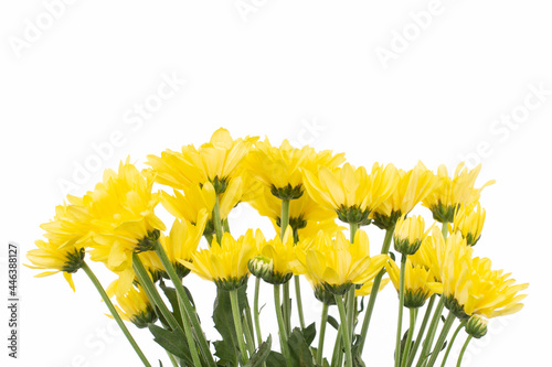 Many Yellow flower isolated on white background