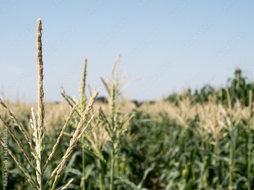 Fototapeta premium Blooming corn fields. Horizontal photo.
