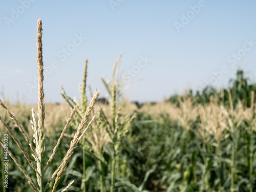 Blooming corn fields. Horizontal photo.