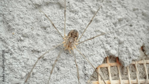 The closer look of the Opiliones or harvestmen a kind of arachnid on the big rock in Estonia photo