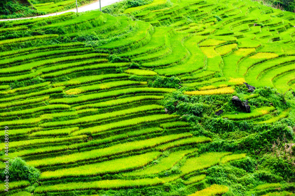 Fototapeta premium Rice fields on terraced of Y Ty, Bat Xat, Lao Cai, Viet Nam. Rice fields prepare the harvest at Northwest Vietnam.Vietnam landscapes.