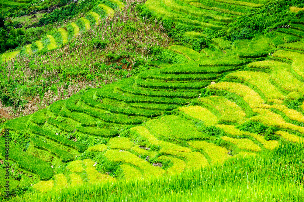 Rice fields on terraced of Y Ty, Bat Xat, Lao Cai, Viet Nam. Rice fields prepare the harvest at Northwest Vietnam.Vietnam landscapes.