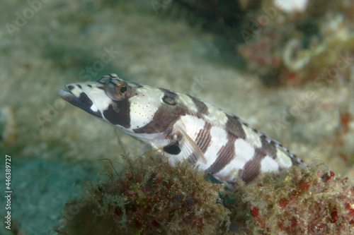 Parapercis tetracantha fish swimming underwater photo