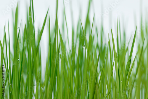 leaf green grass with water droplets used as background