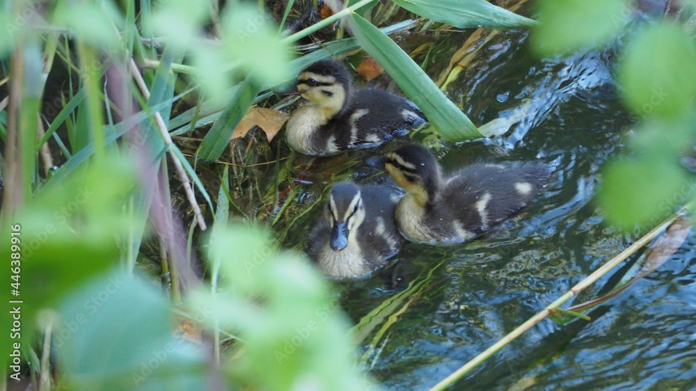 tres pequeñas crías de pato color marrón debajo de un zarzal en el canal del urgell de lérida, españa, europa tres pequeñas crías de pato color marrón debajo de un zarzal en el canal del urgell de lérida, españa, europa