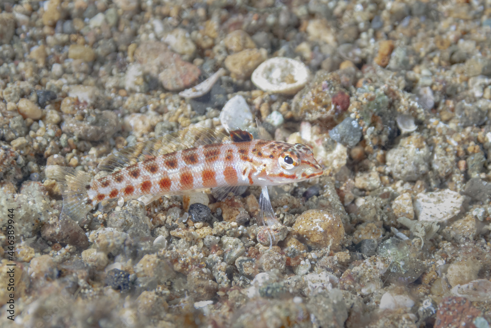 Parapercis schauinslandii fish in deep water Parapercis schauinslandii fish in deep water