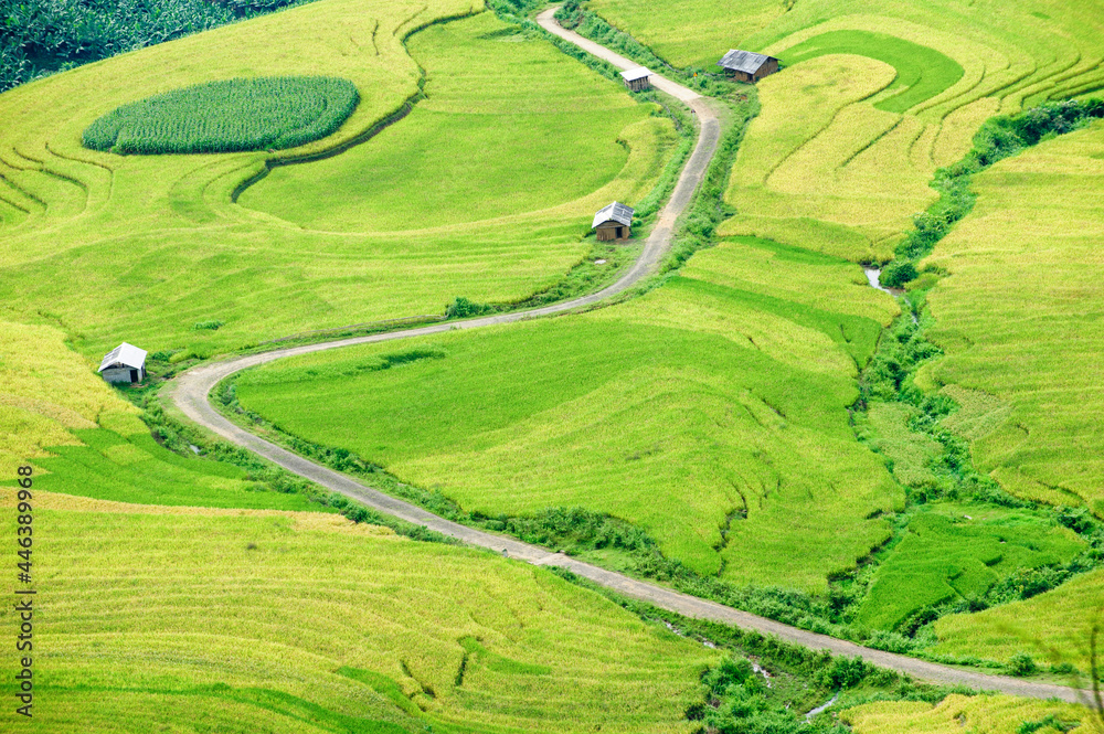 Rice fields on terraced of Y Ty, Bat Xat, Lao Cai, Viet Nam. Rice fields prepare the harvest at Northwest Vietnam.Vietnam landscapes.