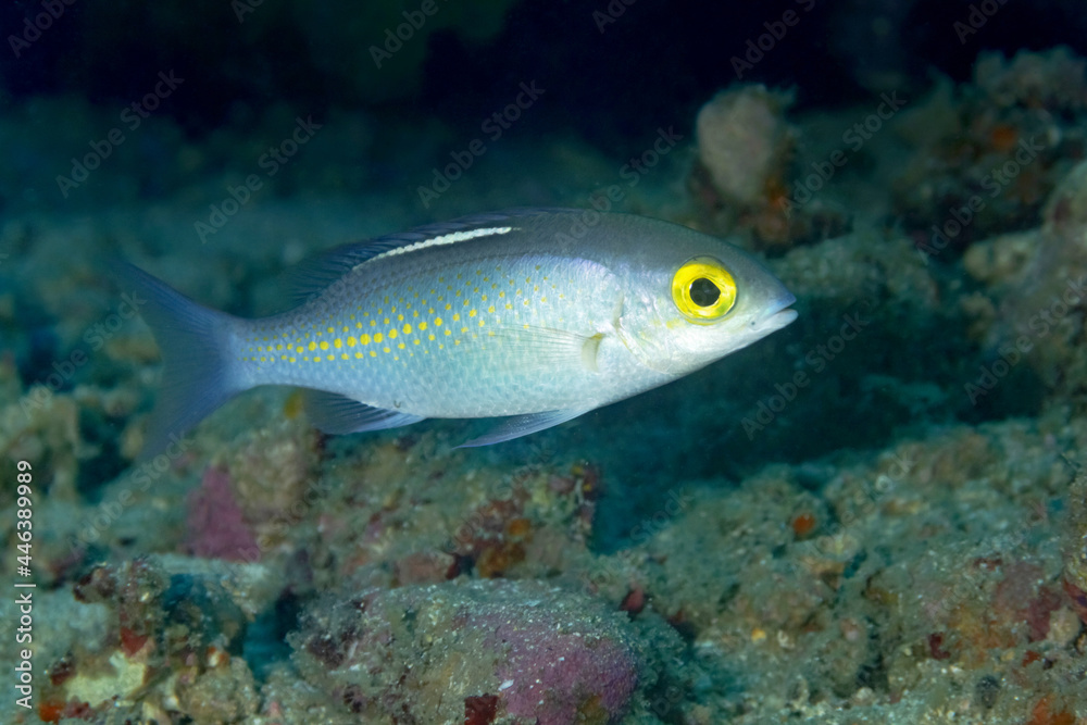 Tropical Pristiapogon exostigma fish underwater Tropical Pristiapogon exostigma fish underwater