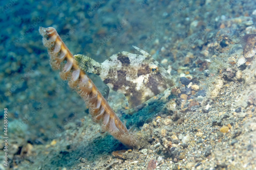Marine Acreichthys tomentosus fish in ocean water Marine Acreichthys tomentosus fish in ocean water