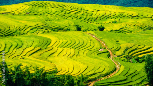 Rice fields on terraced of Y Ty, Bat Xat, Lao Cai, Viet Nam. Rice fields prepare the harvest at Northwest Vietnam.Vietnam landscapes.