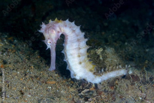 Hippocampus histrix on seabed with corals photo