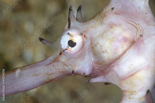 Hippocampus histrix on seabed with corals photo