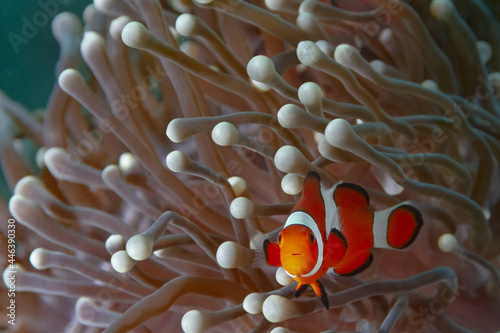 Amphiprion Ocellaris fish among corals undersea photo