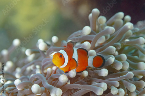 Amphiprion Ocellaris fish among corals undersea