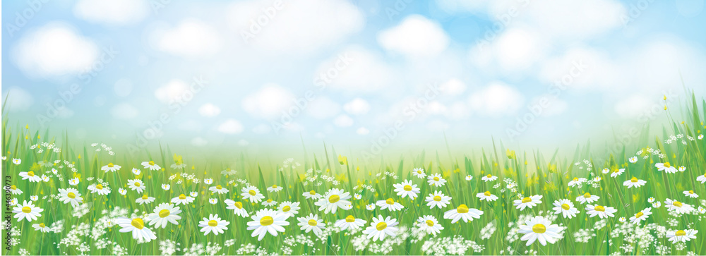 Vector summer nature  background, white chamomiles field.