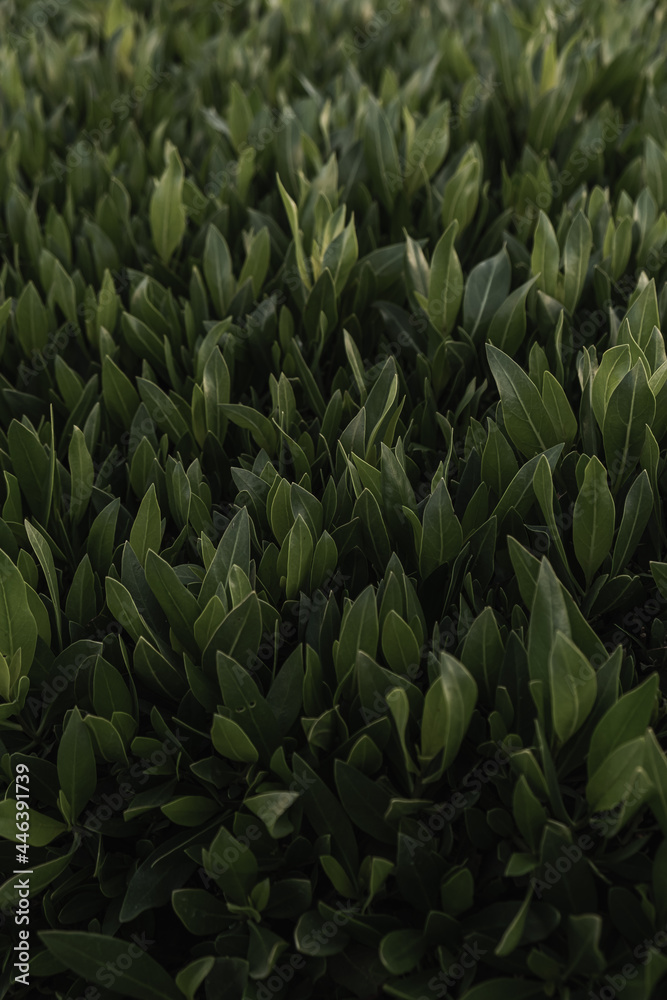 Fototapeta Green grass pattern texture background. Deep green color.