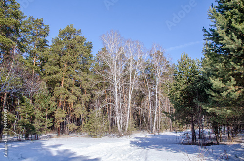 Winter Siberian forest, Omsk region