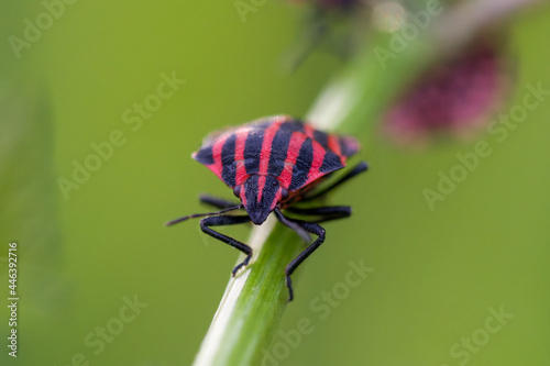 Close up of a red and black striped shield bug
