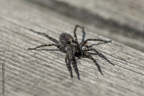 Close up of a gray spider in bright sunlight