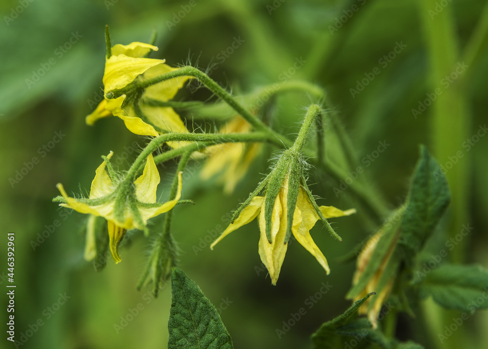 Yellow flowers of tomato in the garden Yellow flowers of tomato in the garden