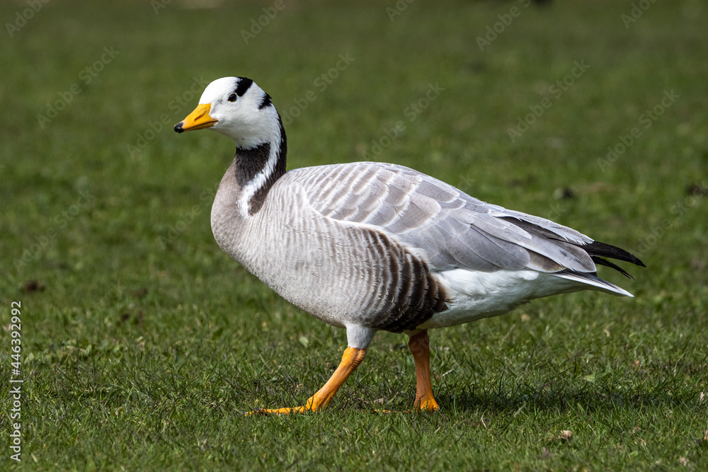 The bar-headed goose, Anser indicus seen in English Garden in Munich The bar-headed goose, Anser indicus seen in English Garden in Munich