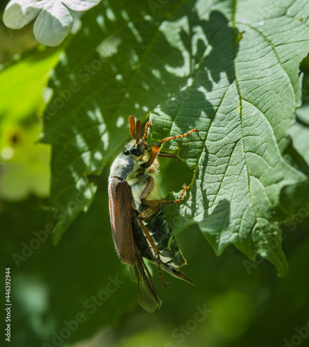 Melolontha hippocastani beetle on a viburnum leaf close-up