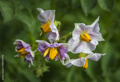 Potato flowers close-up outdoors in the vegetable garden