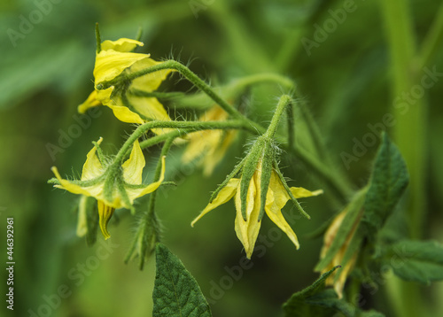 Yellow flowers of tomato in the garden