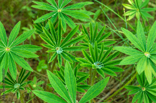 Lupin leaves covered with morning dew