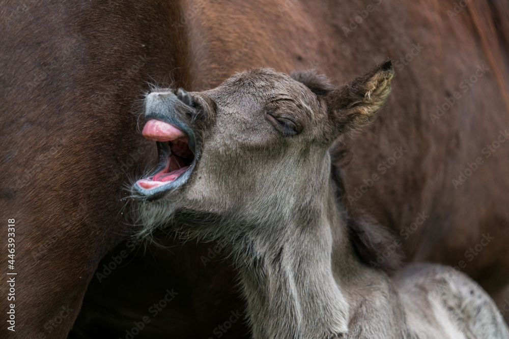Newborn Icelandic horse foal with mouth open Newborn Icelandic horse foal with mouth open
