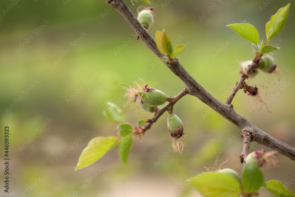 Hairy apricot hanging on the branch just beginning to grow Hairy apricot hanging on the branch just beginning to grow